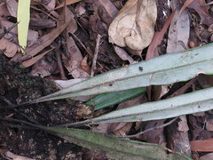 Pyrrosia longifolia