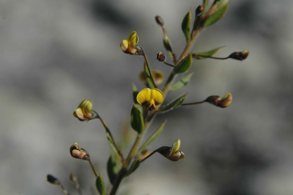 Daviesia filipes