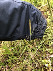 Alopecurus aequalis amurensis