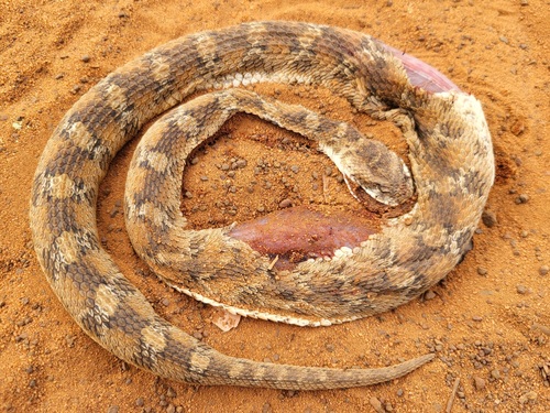 Roman's Saw-scaled Viper