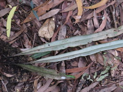 Pyrrosia longifolia
