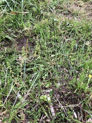 Alopecurus aequalis amurensis