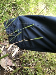 Alopecurus aequalis amurensis