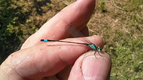 Blue-tailed Damselfly