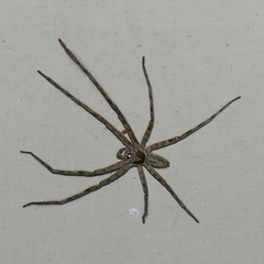 Heteropoda venatoria