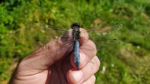 Black-tailed Skimmer
