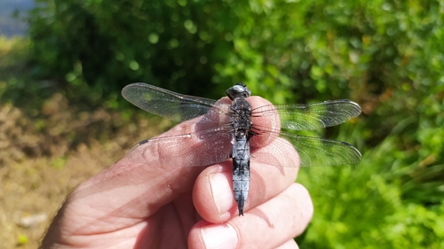 Scarce Chaser