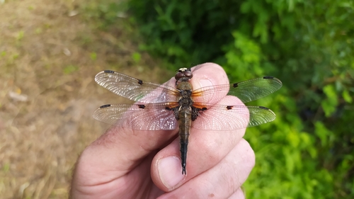 Four-spotted Skimmer
