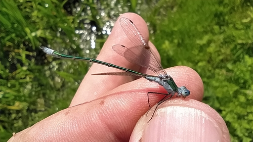 Common Spreadwing