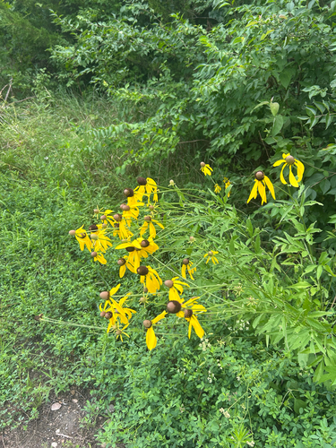 grey-headed coneflower
