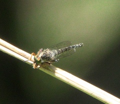 Neoitamus flavofemoratus