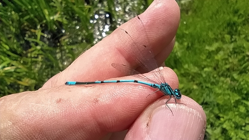 Azure Damselfly