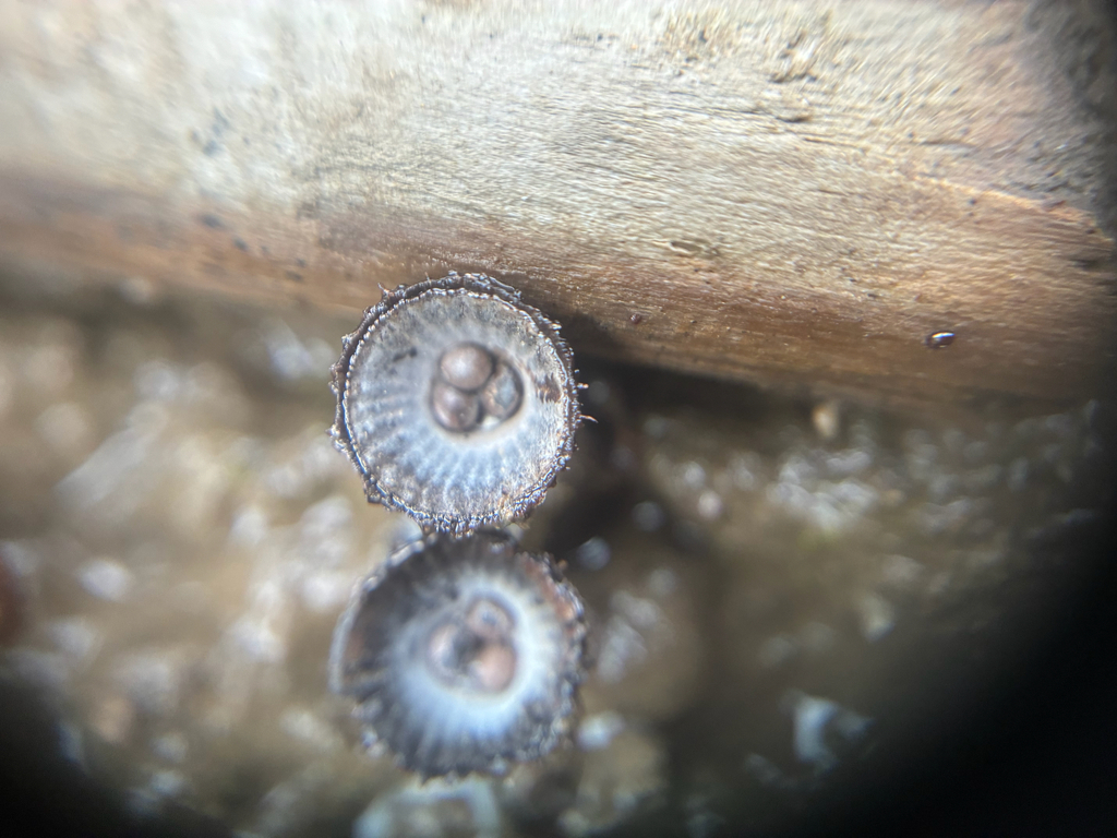 fluted bird's nest fungus · July 2026 · photo: Photo: (c) Arthur Whiting, some rights reserved (CC BY) · iNaturalist