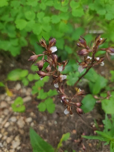 Corallorhiza wisteriana, photograph 2