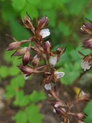 Corallorhiza wisteriana