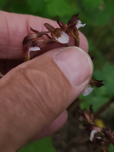 Corallorhiza wisteriana, photograph 3