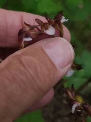 author not stated, no rights reserved Corallorhiza wisteriana, photograph author not stated, no rights reserved