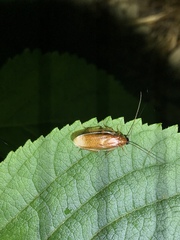 Parcoblatta bolliana