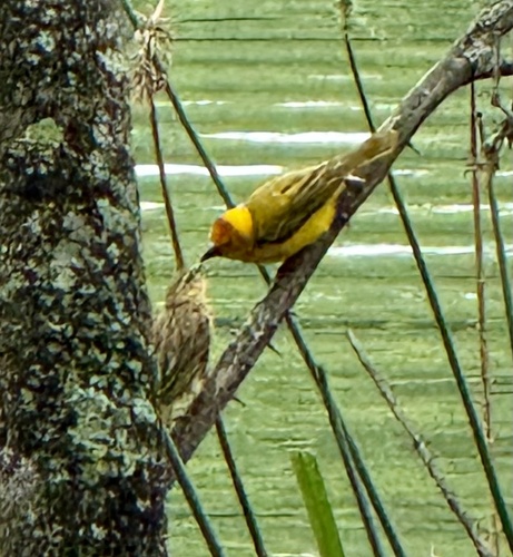 Taveta Weaver (Ploceus castaneiceps), photo 2