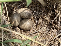 Alauda gulgula coelivox