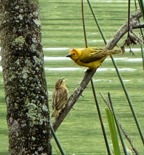 Taveta Weaver (Ploceus castaneiceps)