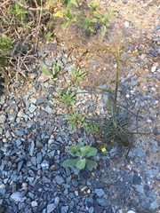 Camissoniopsis lewisii