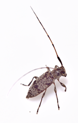 Leiopus femoratus