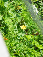 Trollius ranunculinus, photograph (c) Виктория Билоус, some rights reserved (CC BY)