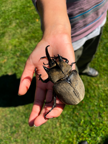 Megasoma typhon