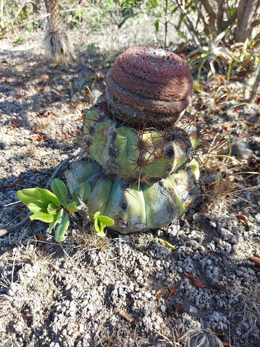 Melocactus pruinosus