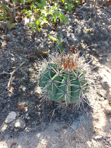 Melocactus bahiensis