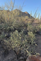 Cylindropuntia arbuscula, photograph (c) Cole Wolf, some rights reserved (CC BY)