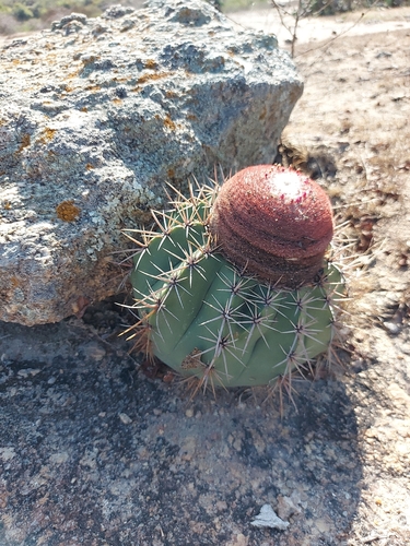 Melocactus bahiensis