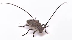 Leiopus femoratus