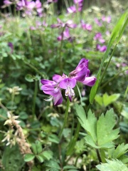 Astragalus sinicus