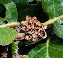 Callirhytis serricornis