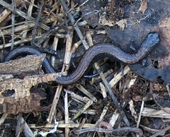 Batrachoseps gavilanensis