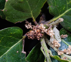 Callirhytis serricornis