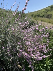 Malacothamnus hallii