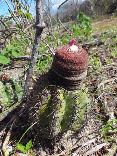 Melocactus bahiensis