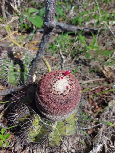 Melocactus bahiensis
