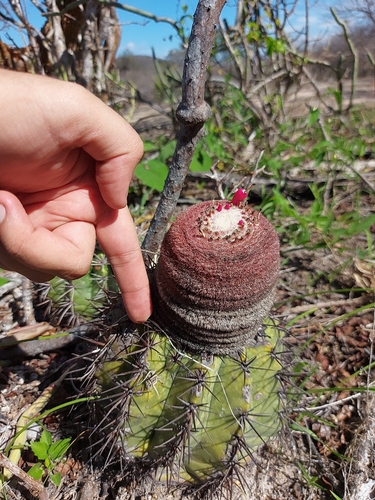 Melocactus bahiensis