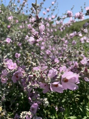 Malacothamnus hallii