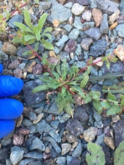 Camissoniopsis lewisii