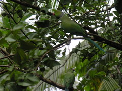 Psittacula krameri