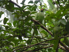 Psittacula krameri
