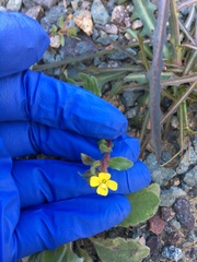 Camissoniopsis lewisii