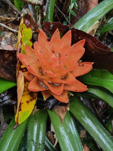 Aechmea nidularioides, photograph 3