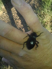 Stenomorpha tenuicollis