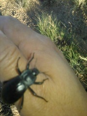 Stenomorpha tenuicollis